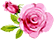 Zeichnung Rose