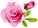 Zeichnung Rose